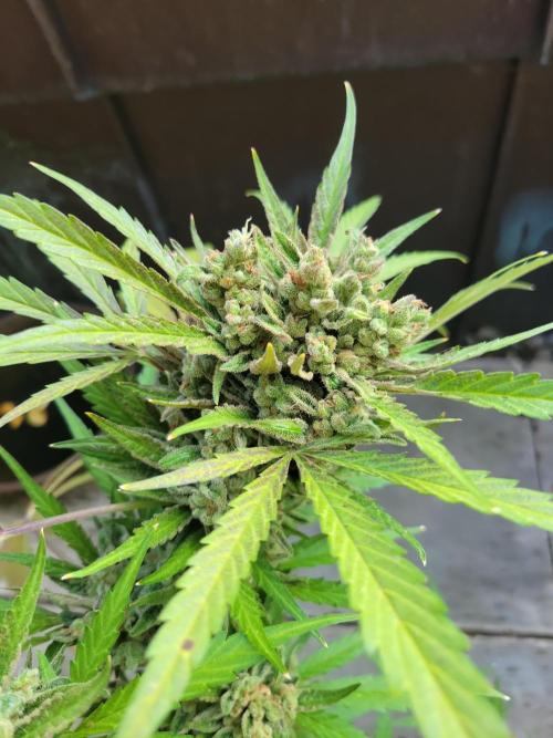 Outdoor 2026 Fastbuds. Week 13