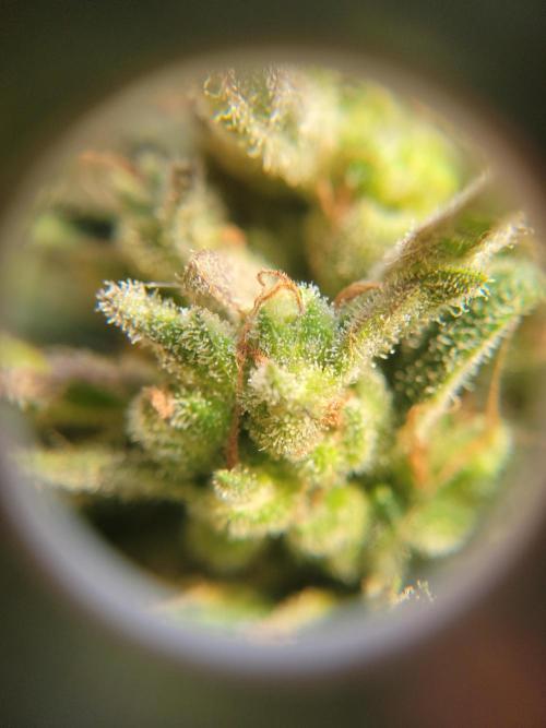 Outdoor 2026 Fastbuds. Week 13