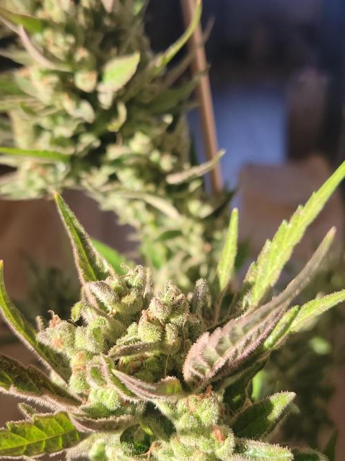 Outdoor 2026 Fastbuds. Week 13
