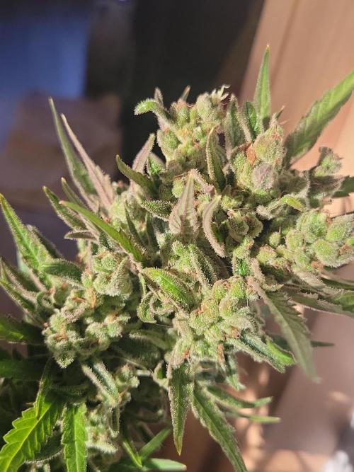 Outdoor 2026 Fastbuds. Week 13