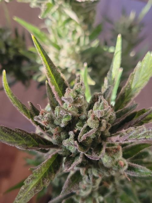 Outdoor 2026 Fastbuds. Week 13