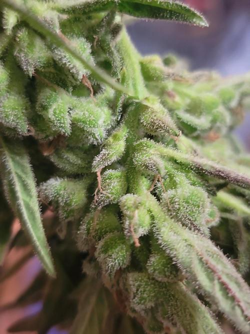 Outdoor 2026 Fastbuds. Week 13