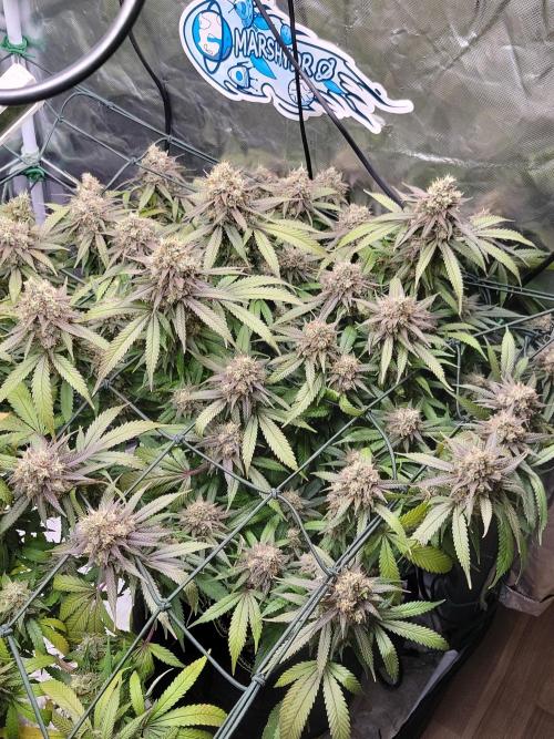 Mainlining & other curiosities. Week 21