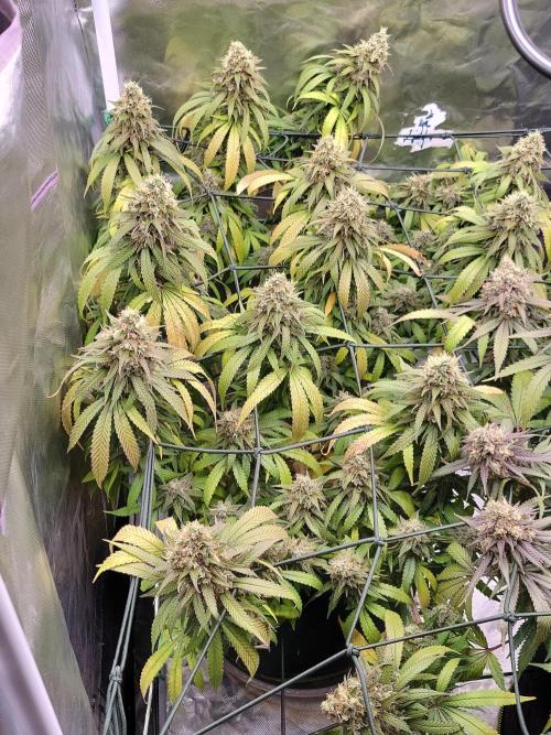 Mainlining & other curiosities. Week 21