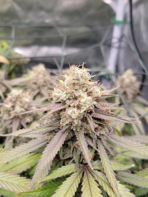 Mainlining & other curiosities. Week 21