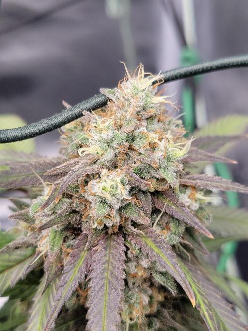 Mainlining & other curiosities. Week 21