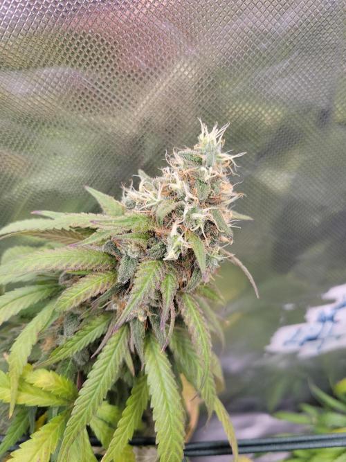 Mainlining & other curiosities. Week 21
