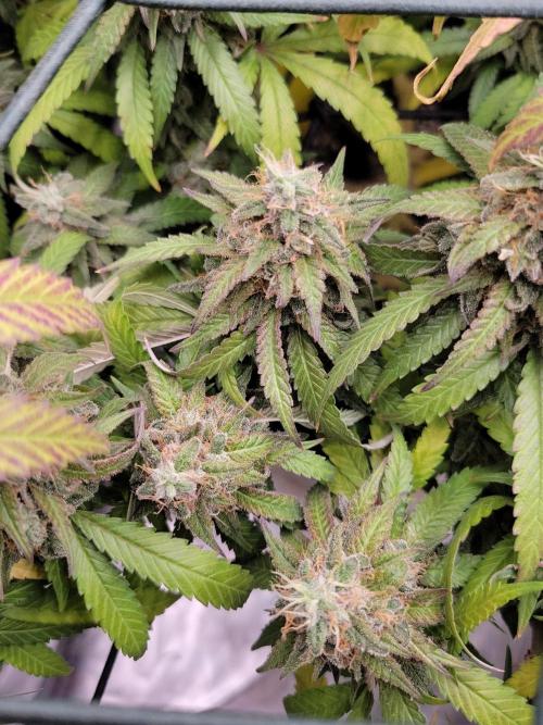 Mainlining & other curiosities. Week 21