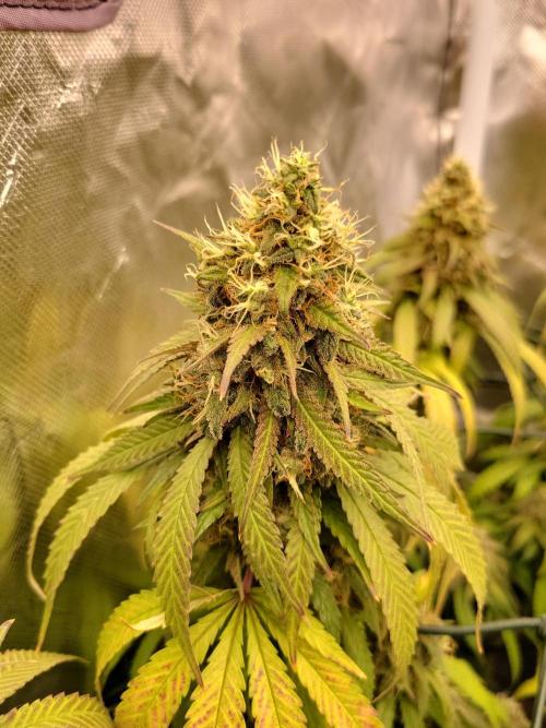 Mainlining & other curiosities. Week 21