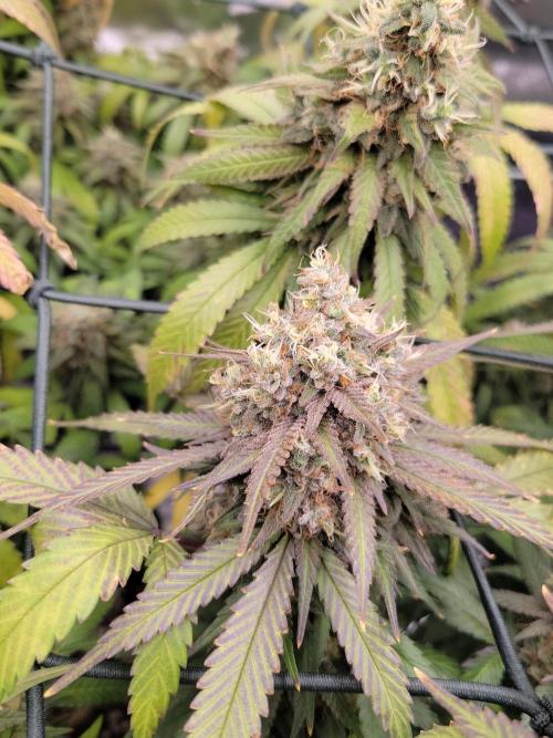 Mainlining & other curiosities. Week 21