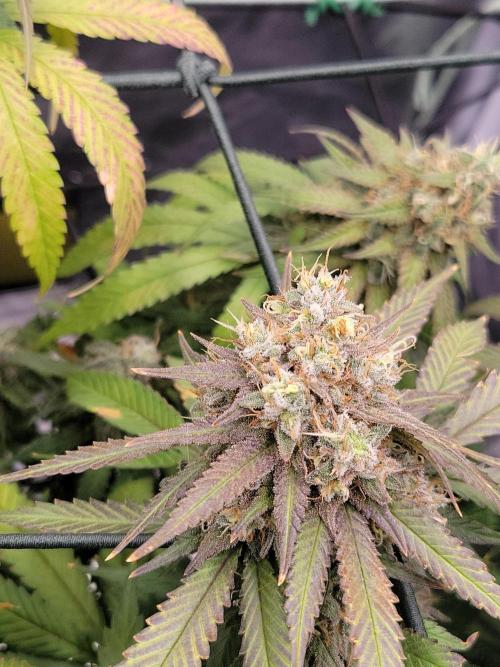 Mainlining & other curiosities. Week 21