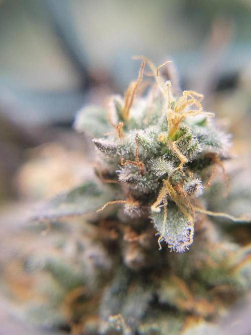 Mainlining & other curiosities. Week 21