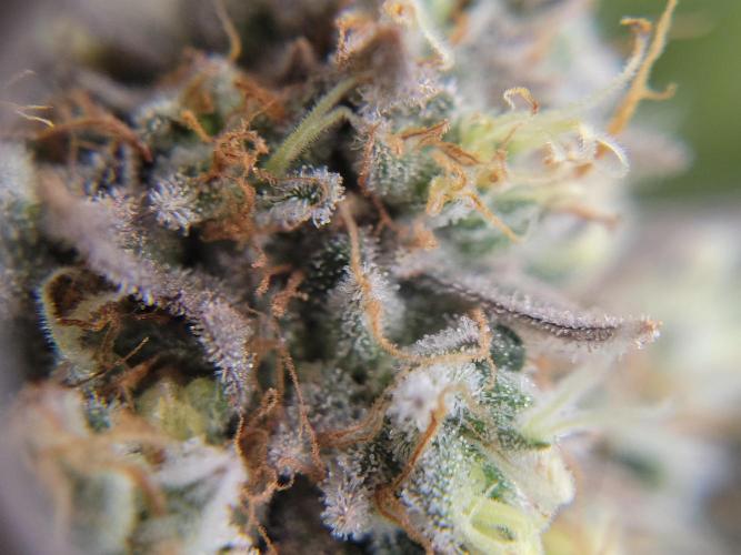 Mainlining & other curiosities. Week 21