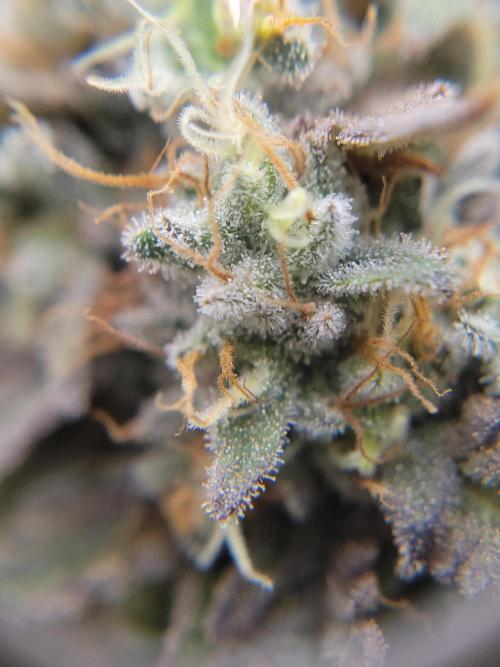 Mainlining & other curiosities. Week 21