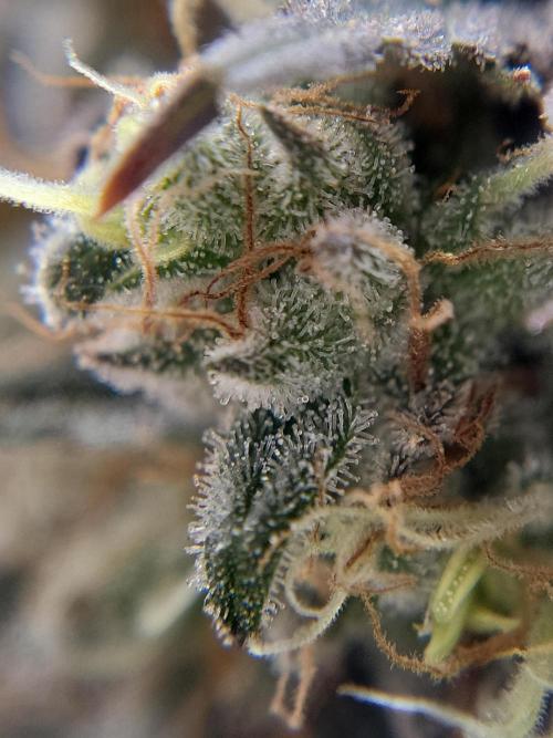 Mainlining & other curiosities. Week 21
