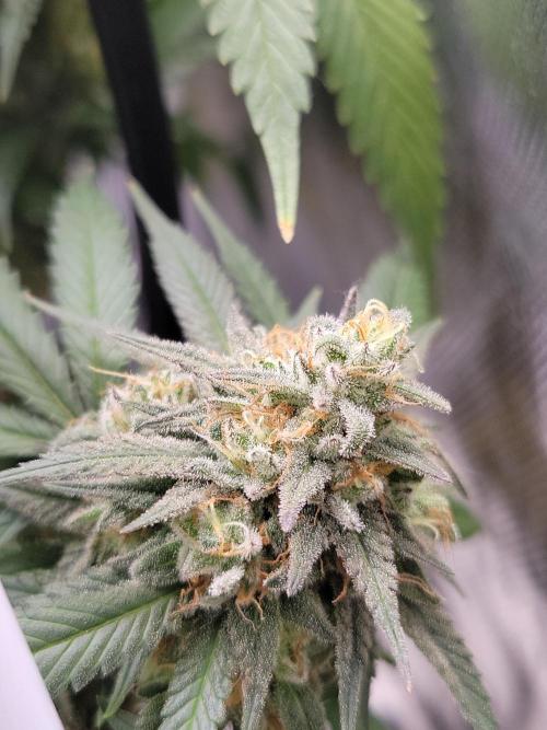 Mainlining & other curiosities. Week 21