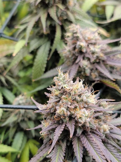Mainlining & other curiosities. Week 21