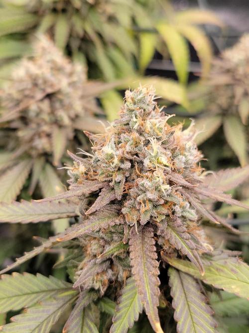 Mainlining & other curiosities. Week 21