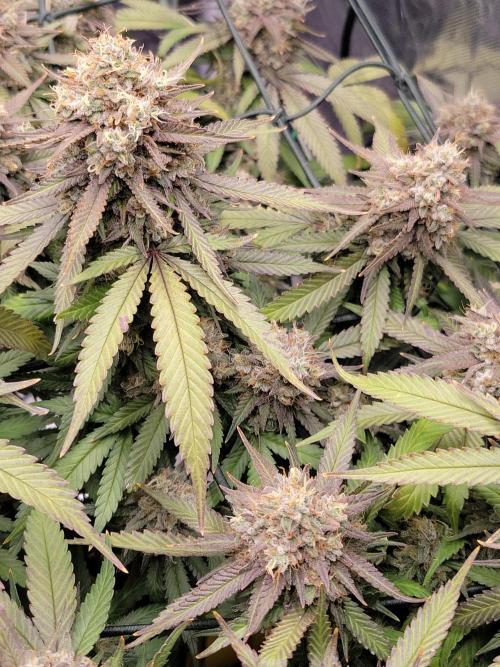 Mainlining & other curiosities. Week 21