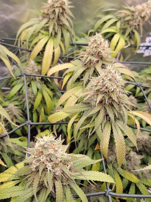 Mainlining & other curiosities. Week 21