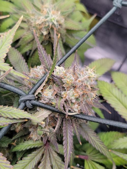 Mainlining & other curiosities. Week 21