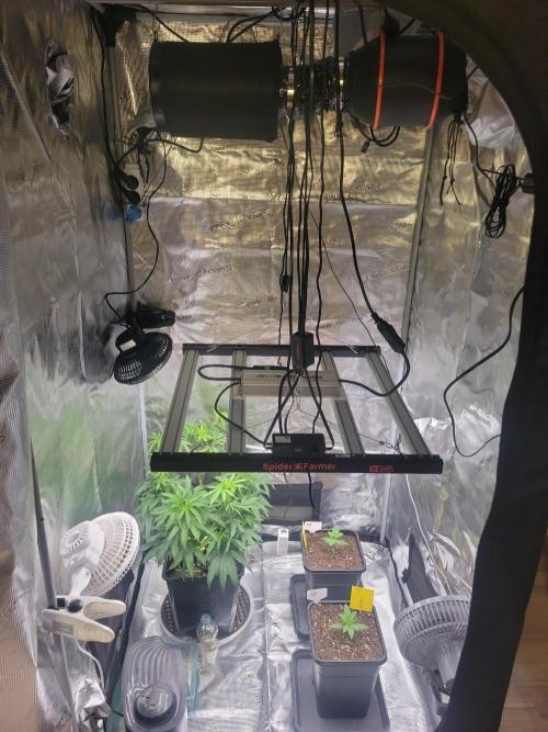 Ganja therapy 26. Week 1 - New home