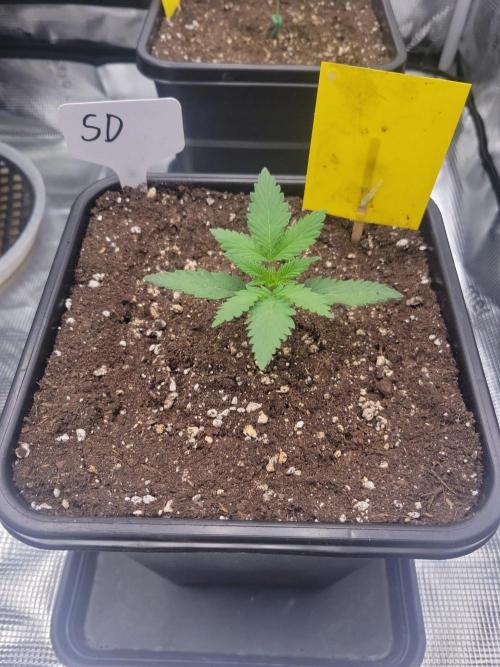 Ganja therapy 26. Week 1