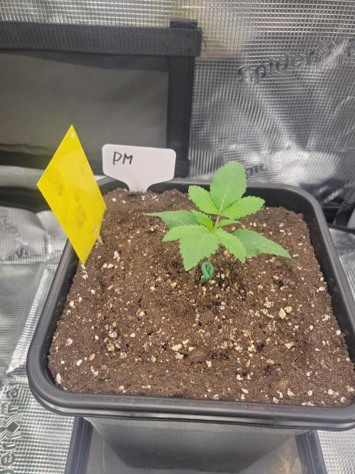 Ganja therapy 26. Week 1