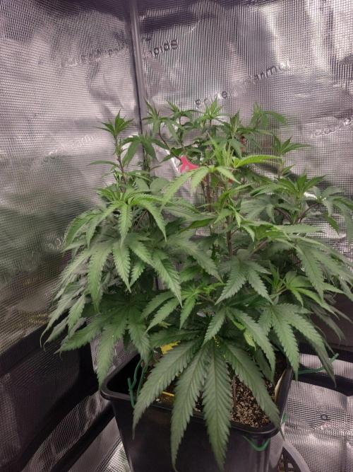 Ganja therapy 26. Week 1