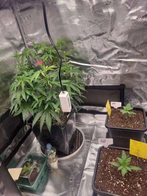 Ganja therapy 26. Week 1