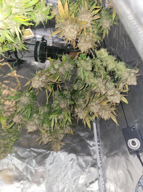 Mainlining & other curiosities. Week 22