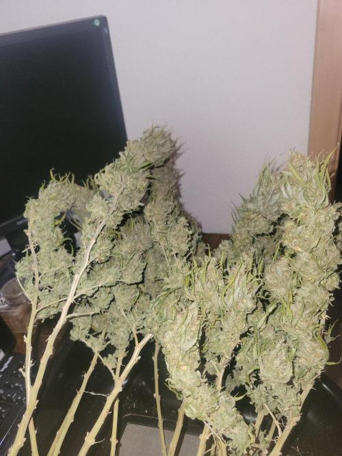 Mainlining & other curiosities. Week 22