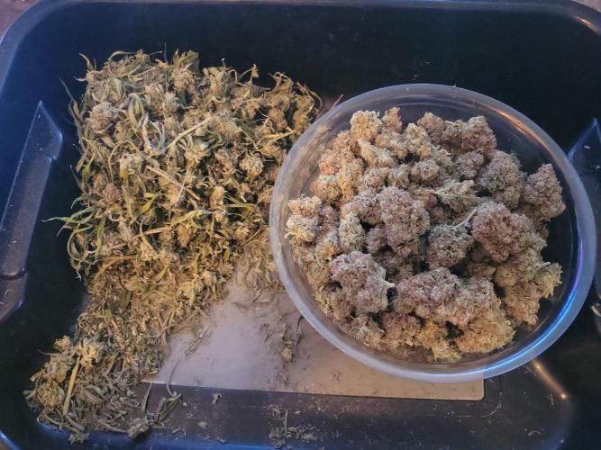 Mainlining & other curiosities. Week 22
