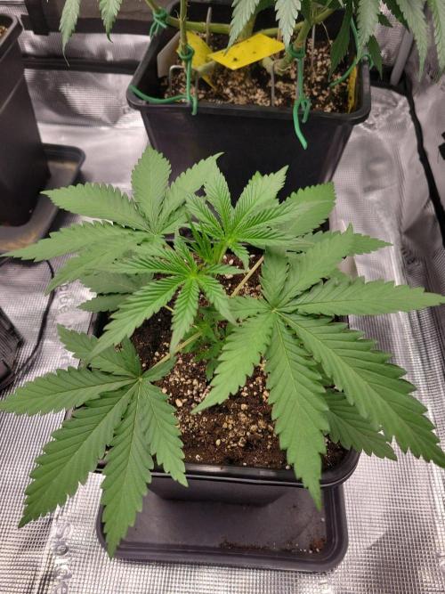 Ganja therapy 26. Week 2