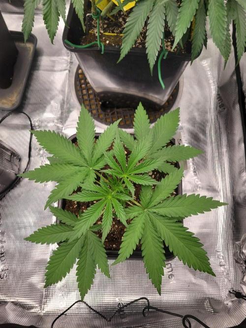 Ganja therapy 26. Week 2