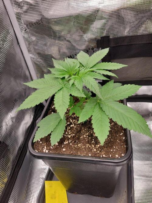 Ganja therapy 26. Week 2