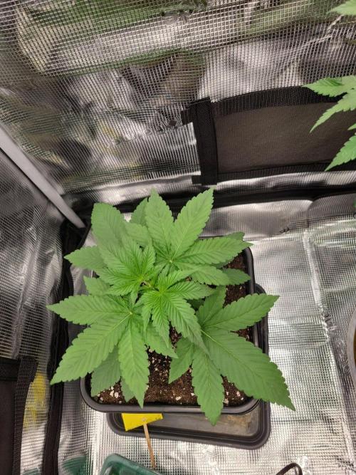 Ganja therapy 26. Week 2