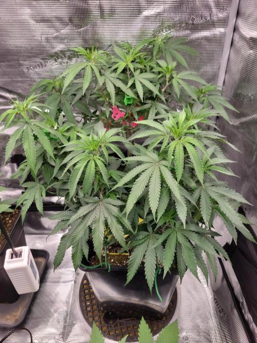 Ganja therapy 26. Week 2