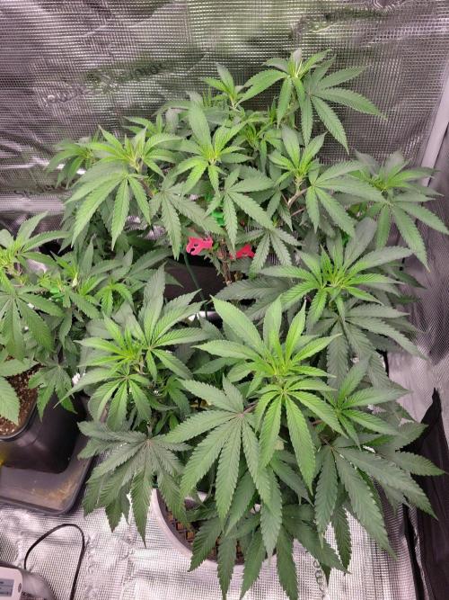 Ganja therapy 26. Week 2