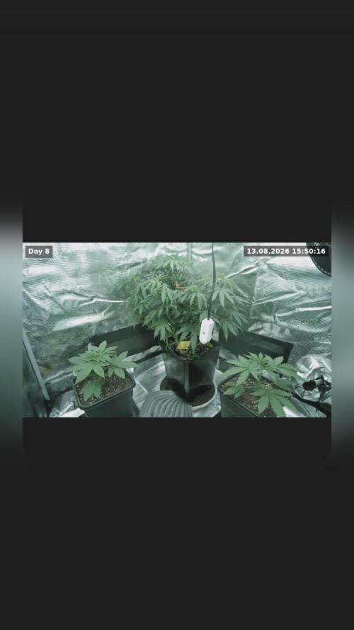 Ganja therapy 26. Week 2
