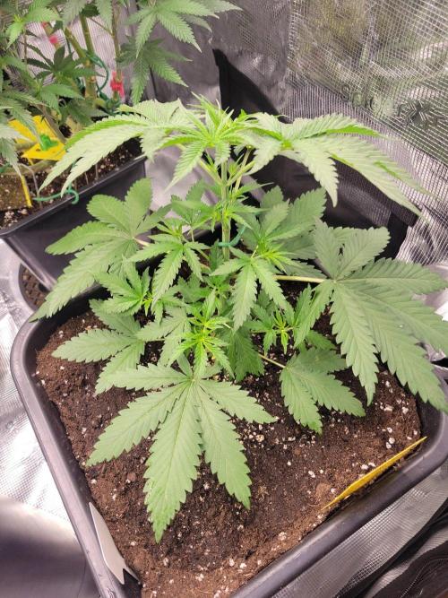 Ganja therapy 26. Week 3 - SD