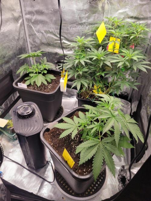 Ganja therapy 26. Week 3