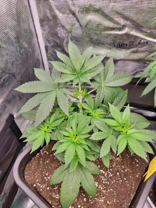 Ganja therapy 26. Week 3