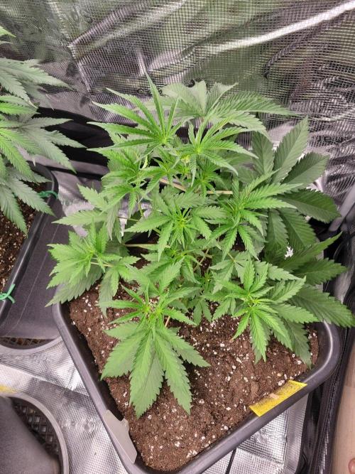 Ganja therapy 26. Week 3