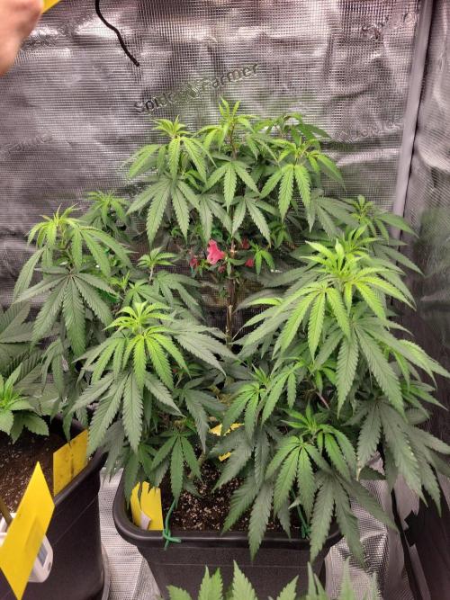 Ganja therapy 26. Week 3