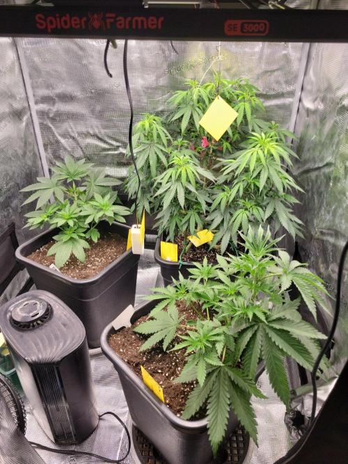 Ganja therapy 26. Week 3