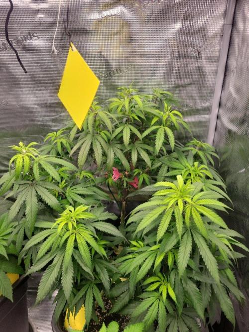 Ganja therapy 26. Week 4
