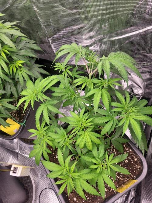 Ganja therapy 26. Week 4