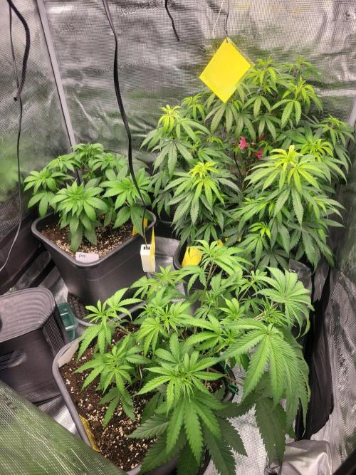 Ganja therapy 26. Week 4