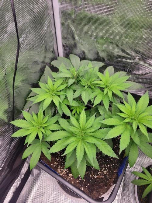 Ganja therapy 26. Week 4
